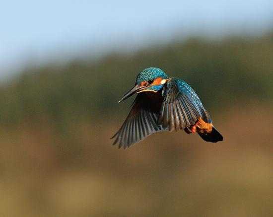 为一只鸟坚持了6年，720000次快门