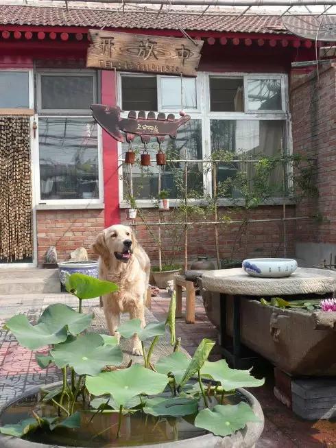 “中国·宋庄”。这个冠名也真是霸气得没谁了，就好像，你可曾听说过“中国·莲花池水沟子”？